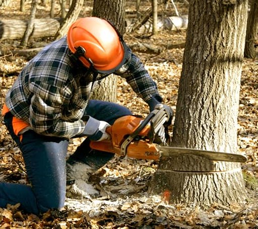 Tree Removal in Monetta, SC